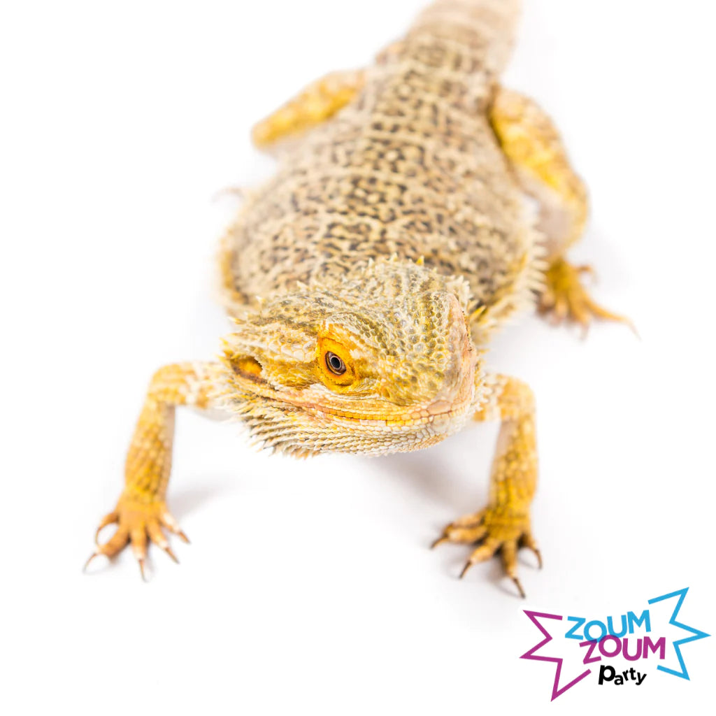 Fête Reptiles