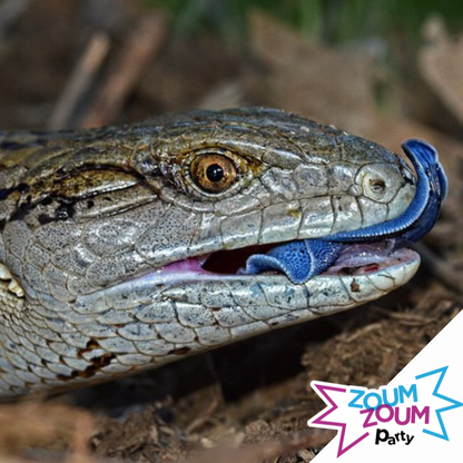 Fête Reptiles
